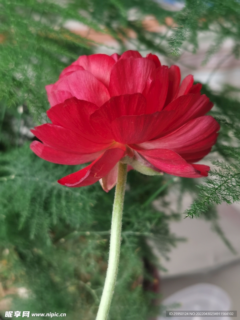 芹叶牡丹