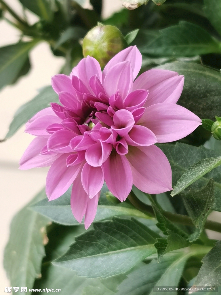 地瓜花
