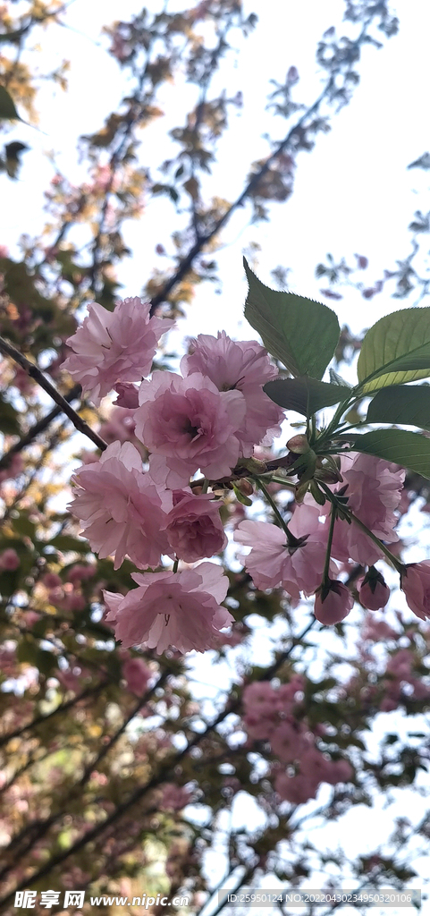 樱花 烂漫时