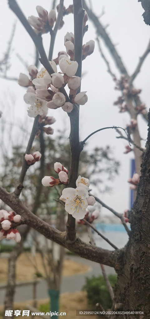 杏花开