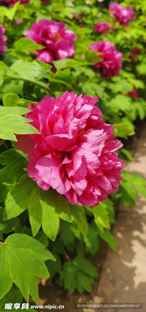 花中之王 牡丹