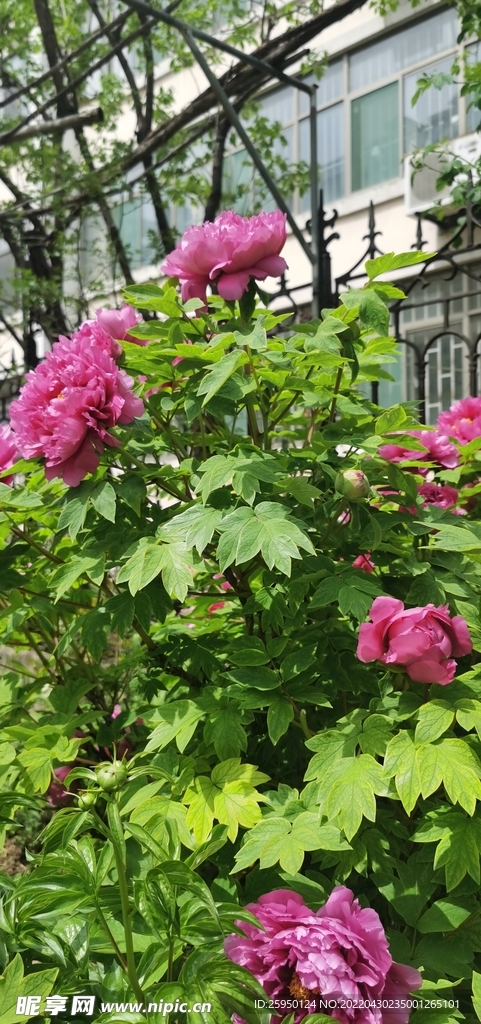 花中之王 牡丹