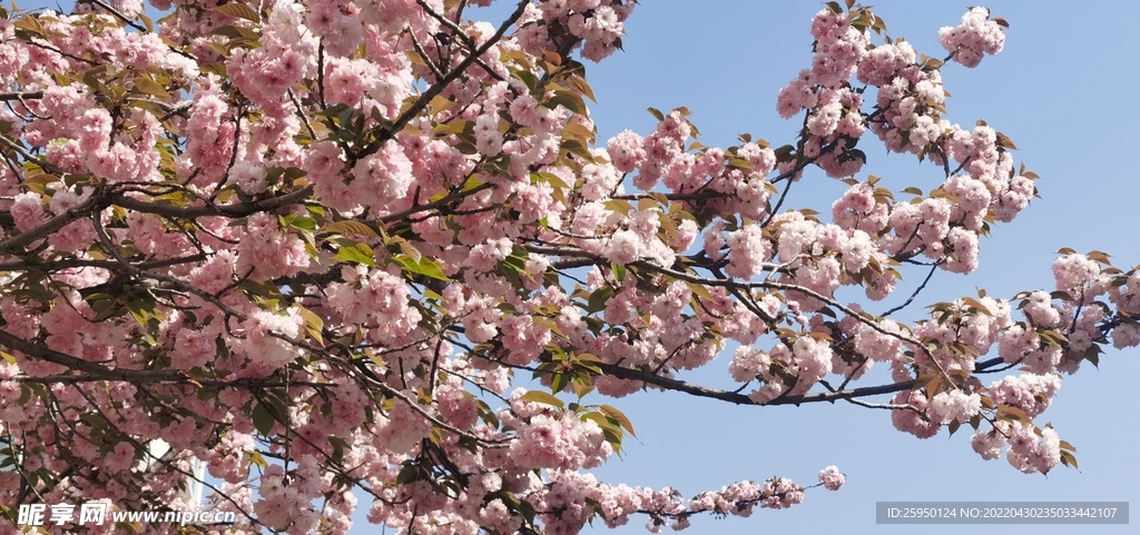 樱花 烂漫时