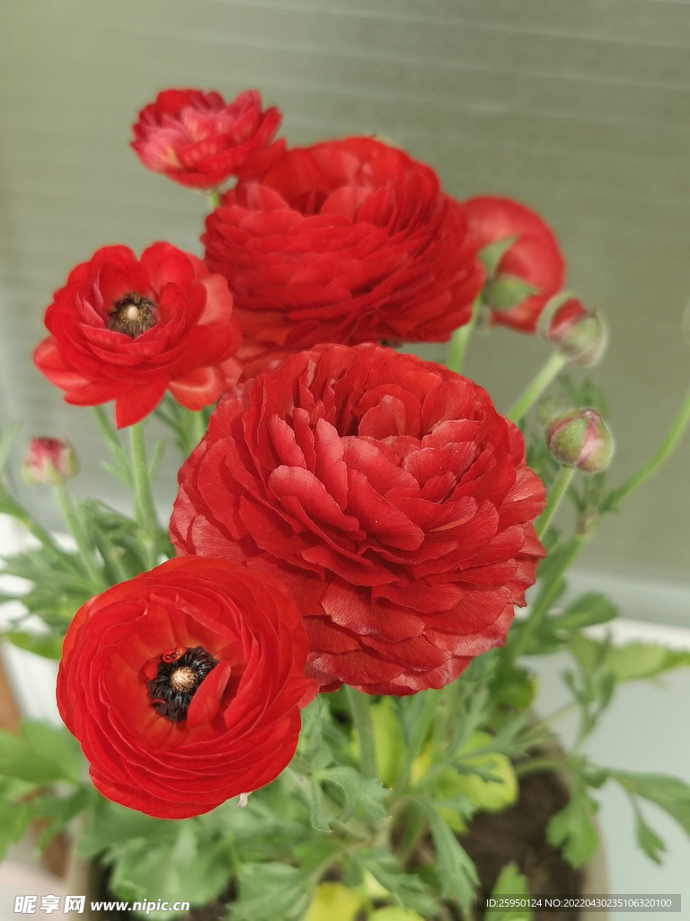 芹菜花