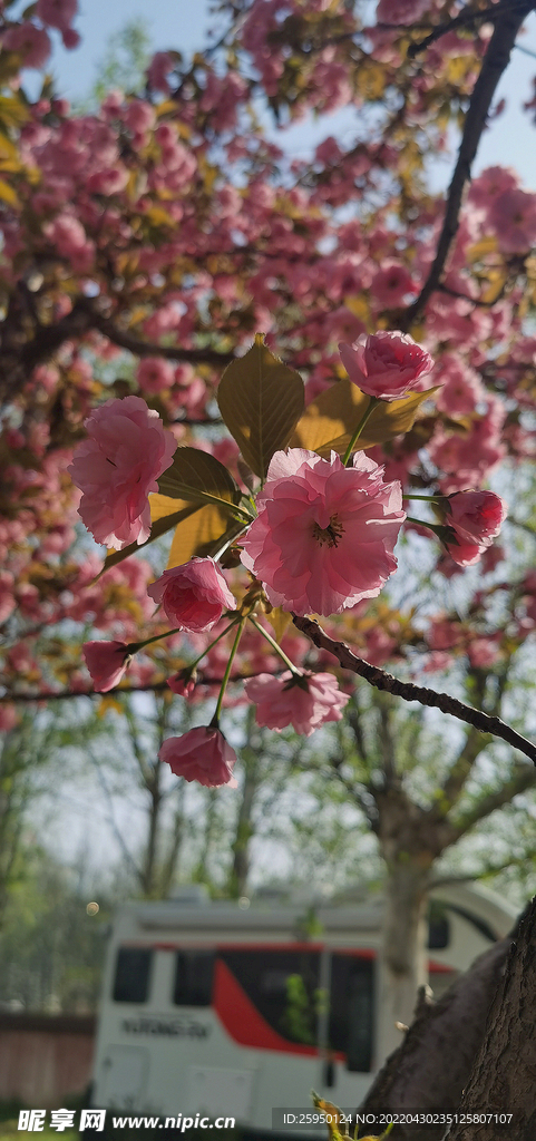 樱花 烂漫时