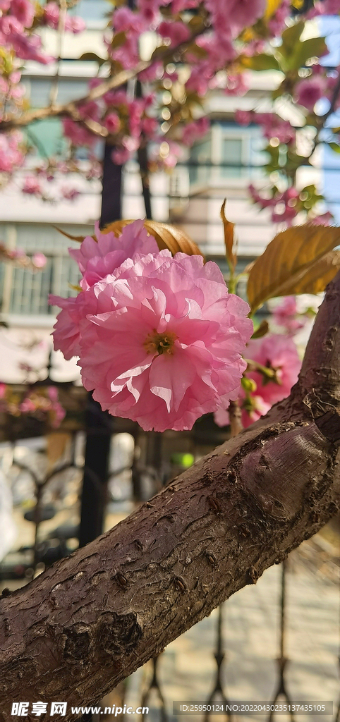 红樱