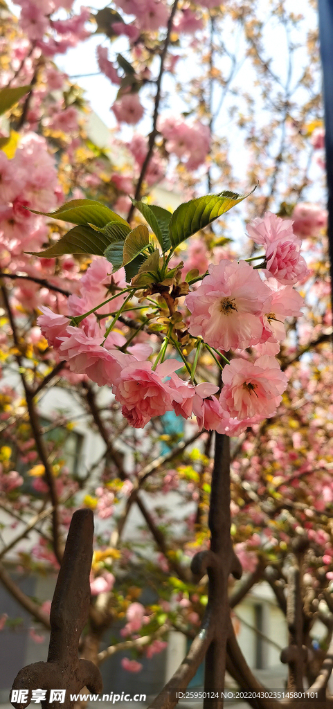 樱花烂漫时 红樱