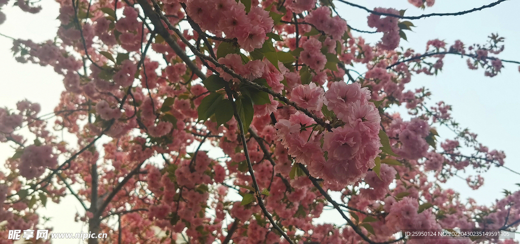 樱花 烂漫时
