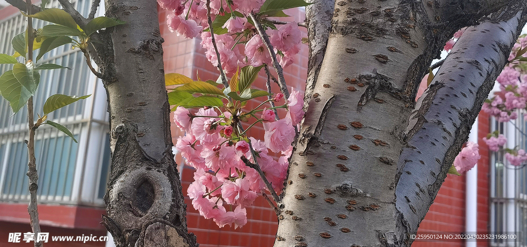 樱花 烂漫时