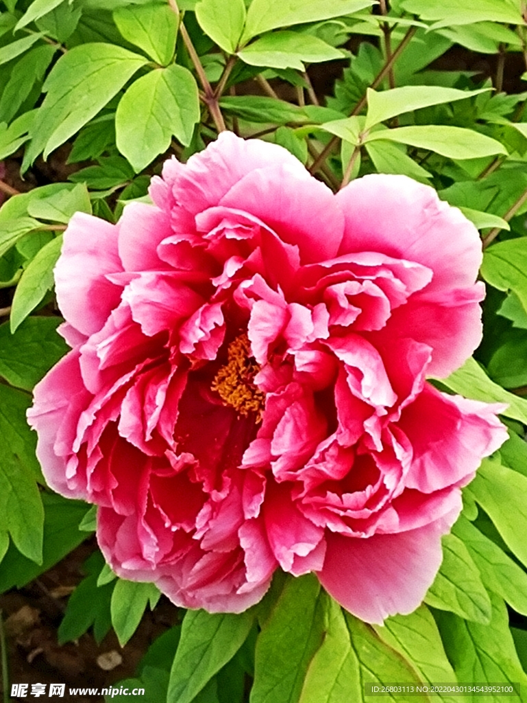 牡丹花