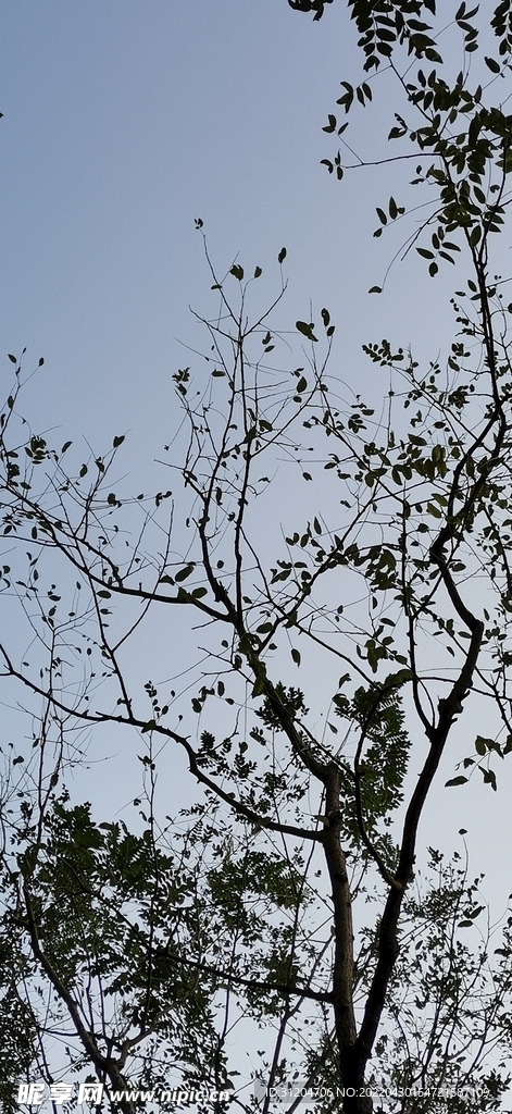 树枝