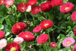雏菊