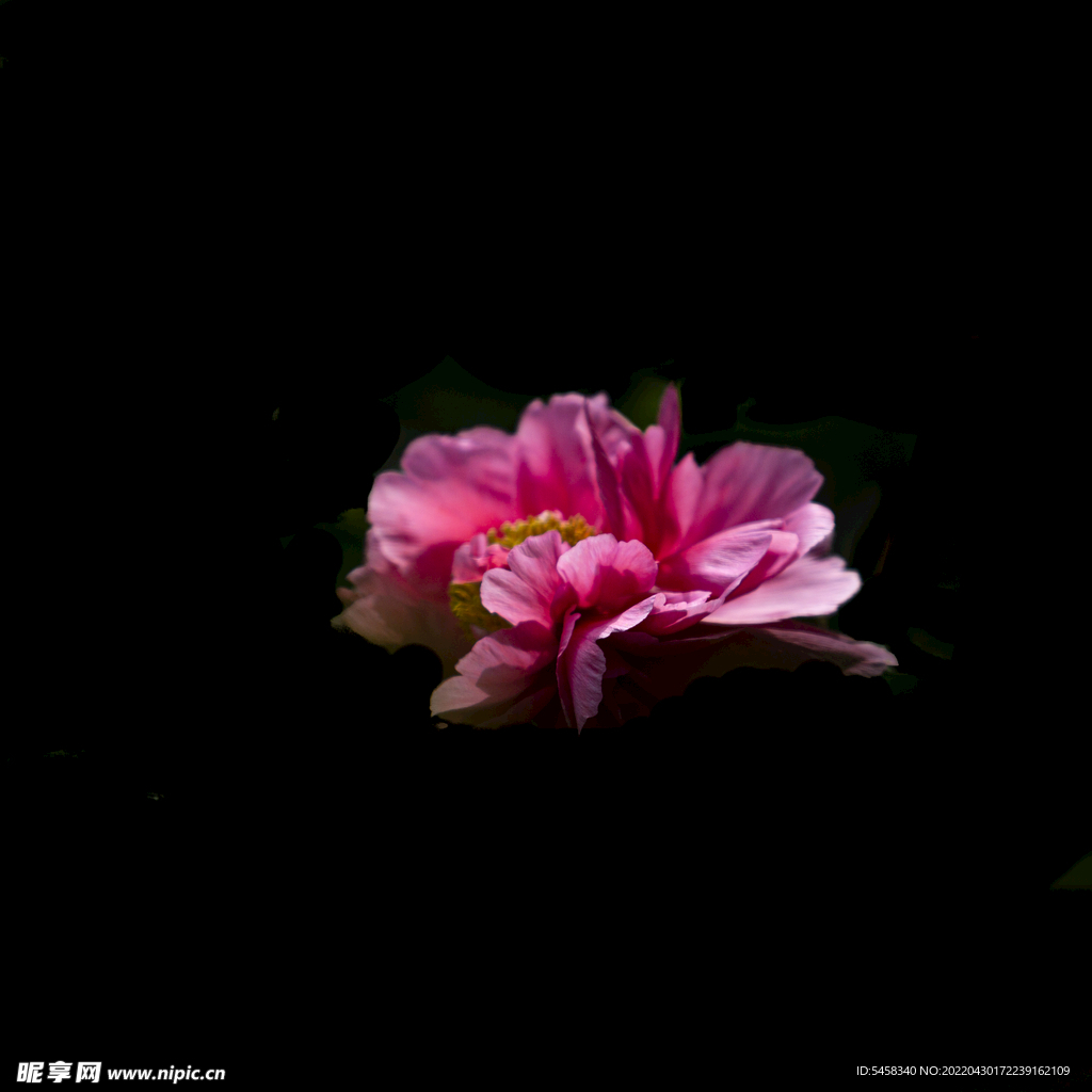 牡丹