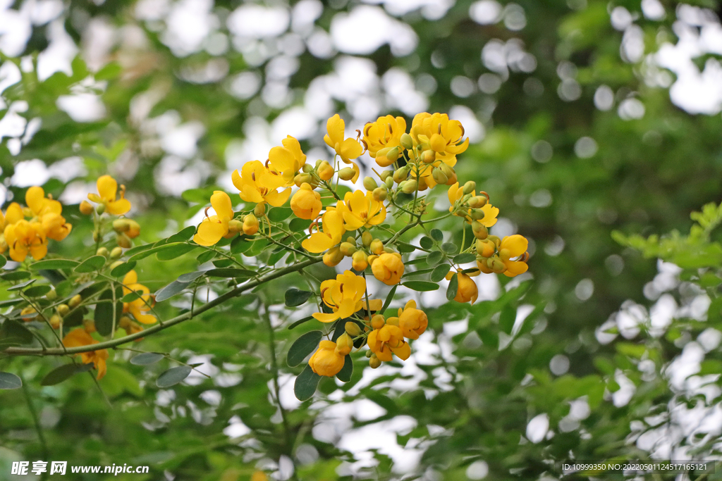 双荚决明黄花