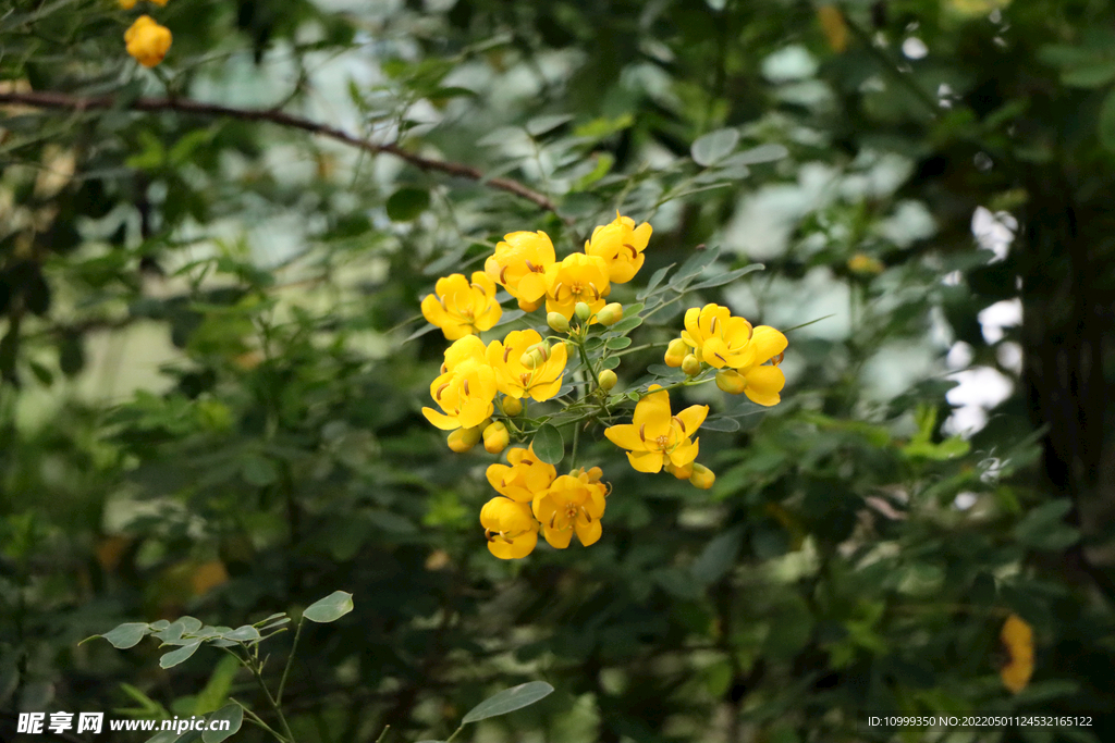 双荚决明黄花