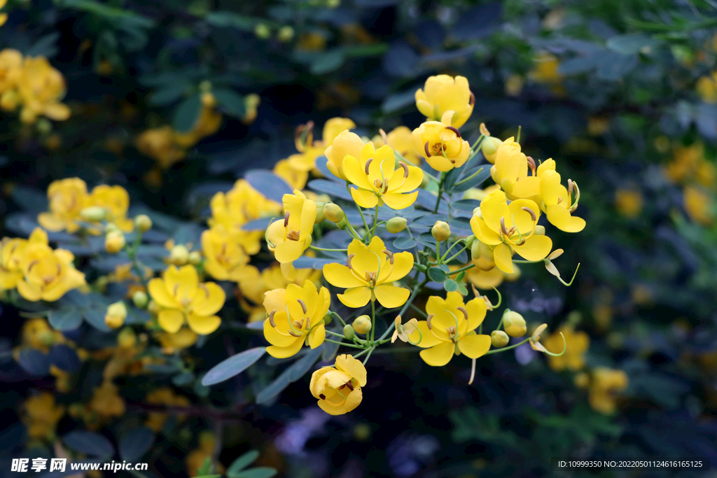 双荚决明黄花