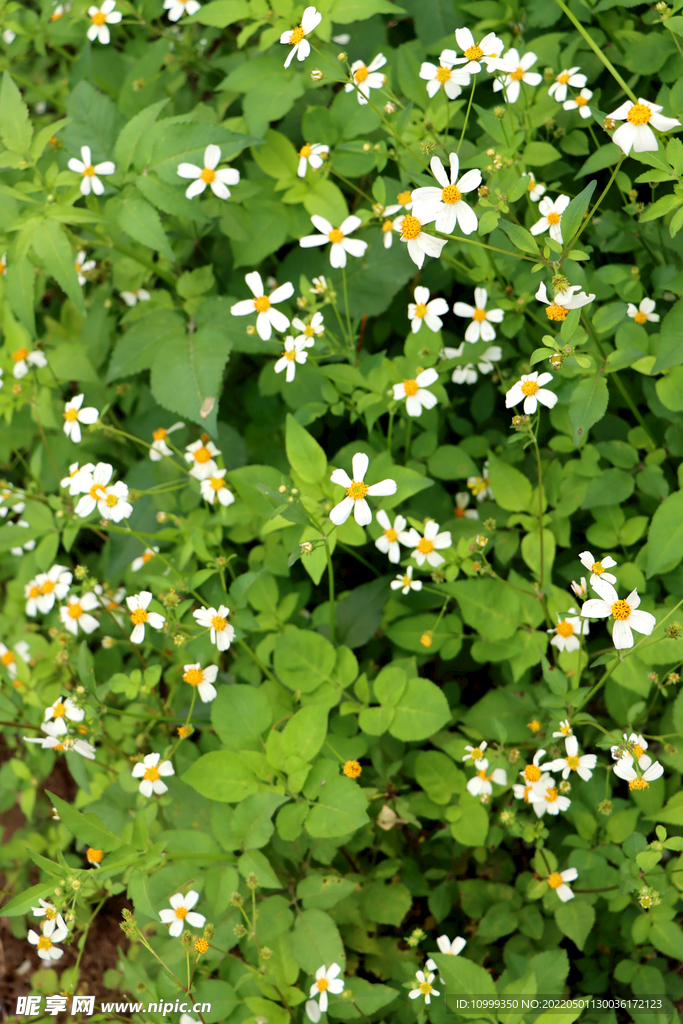 野菊花