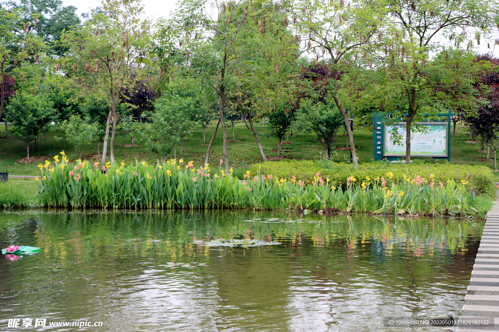 爱莲湖湿地公园一排水草花