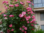 月季花