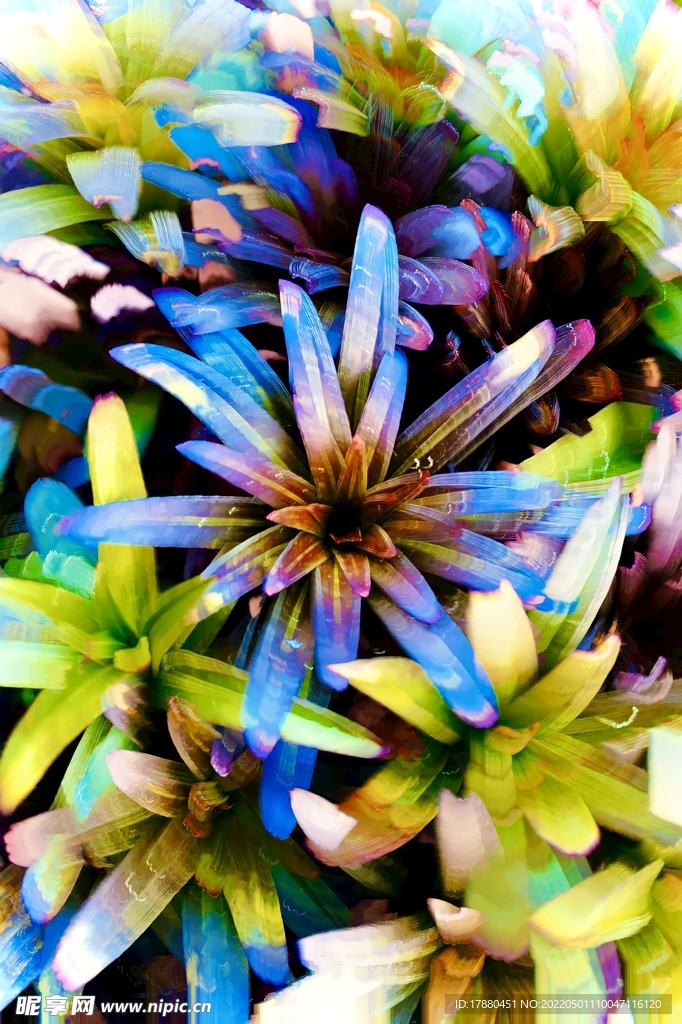 花卉