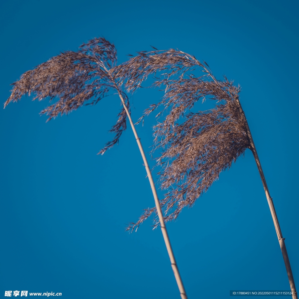 野草