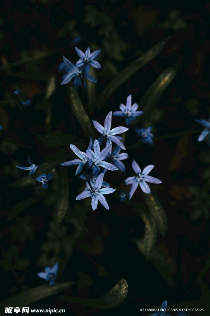 花卉