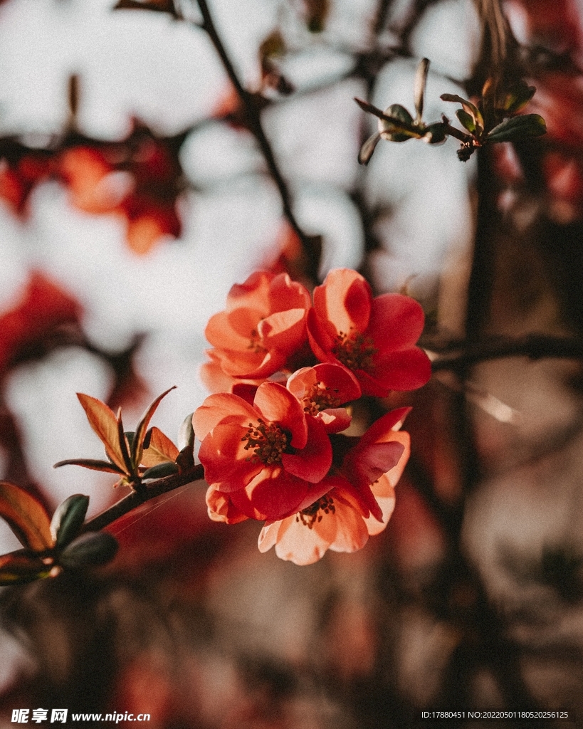 花卉