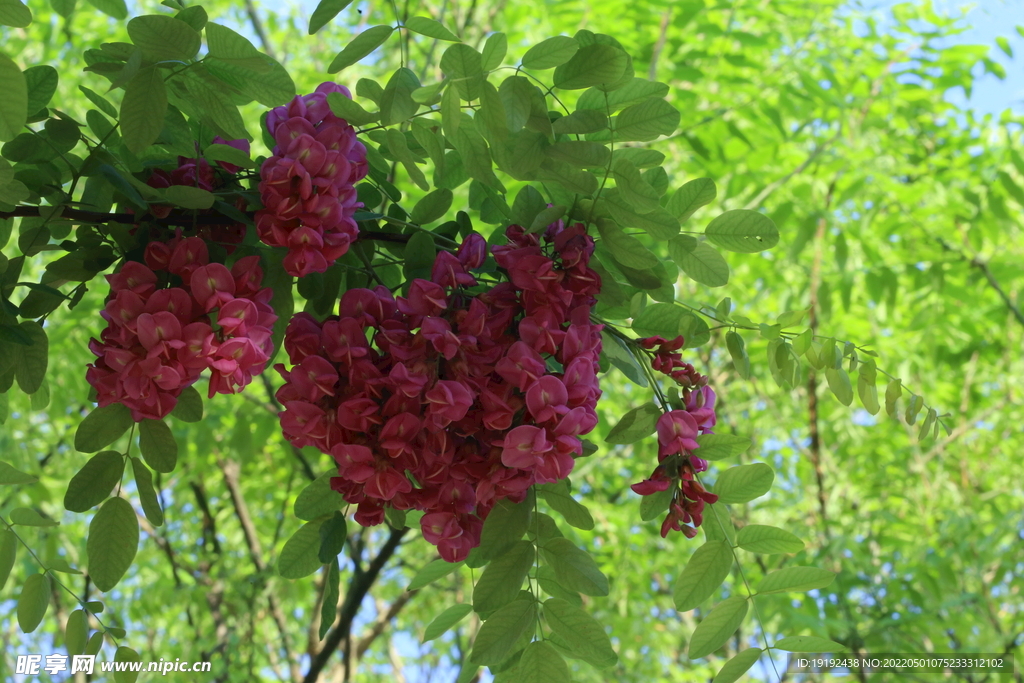 紫槐花