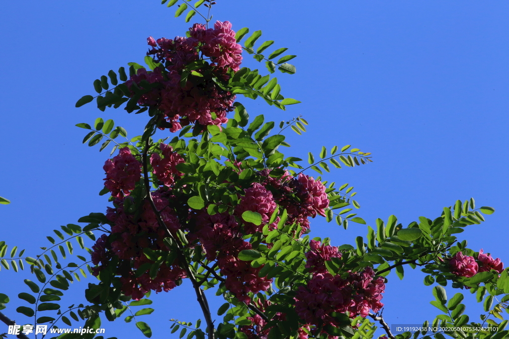 紫槐花 