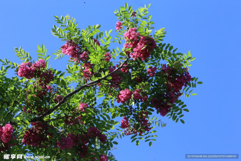 紫槐花 