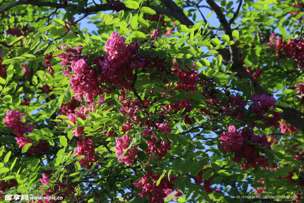 紫槐花