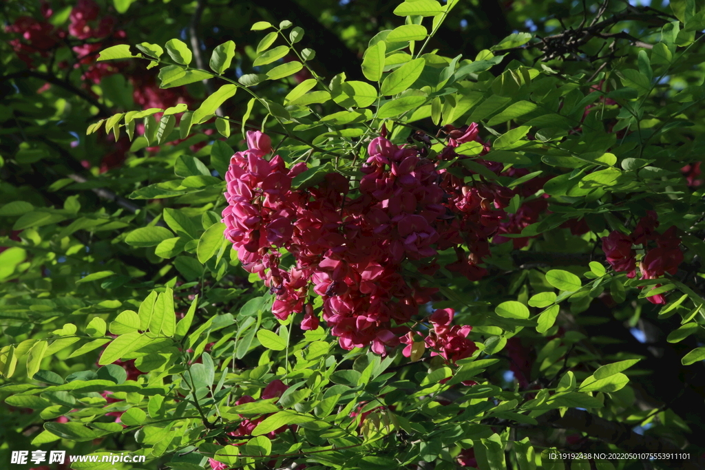 紫槐花 