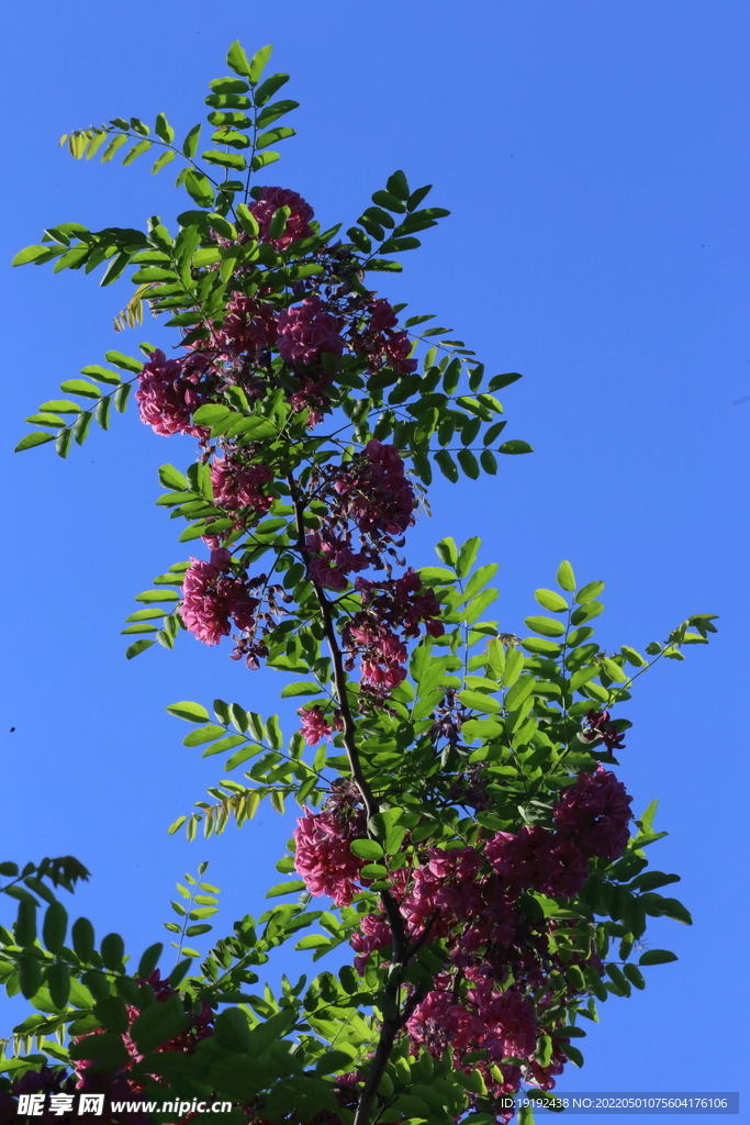 紫槐花 
