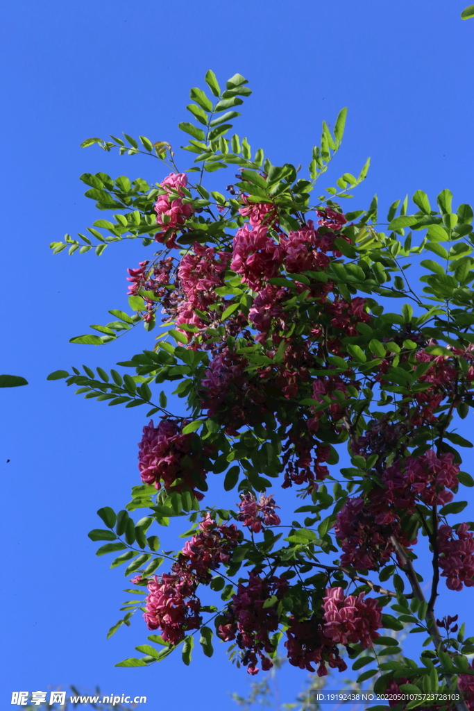 紫槐花