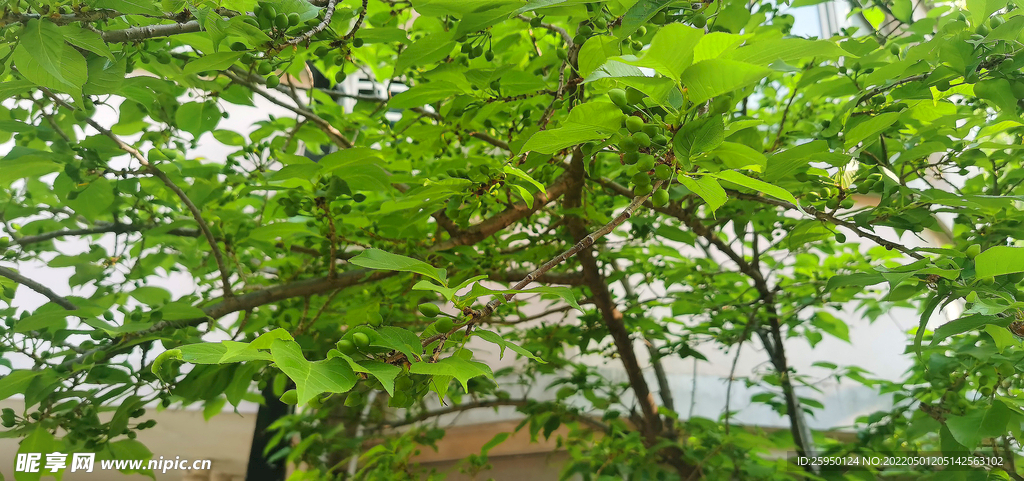 绿樱桃