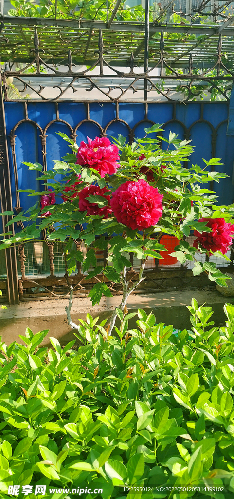 花中之王 牡丹