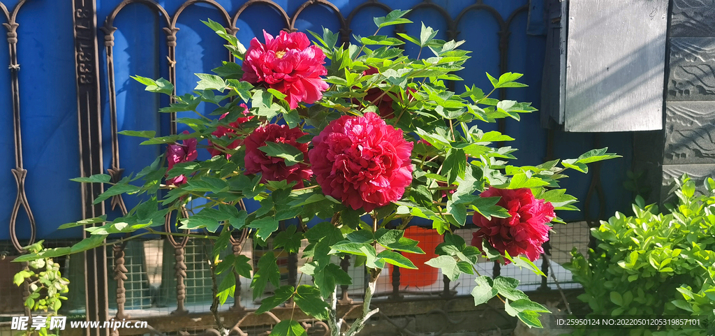 花开富贵