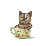 茶杯猫            
