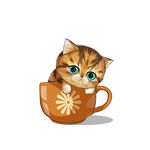 茶杯猫            