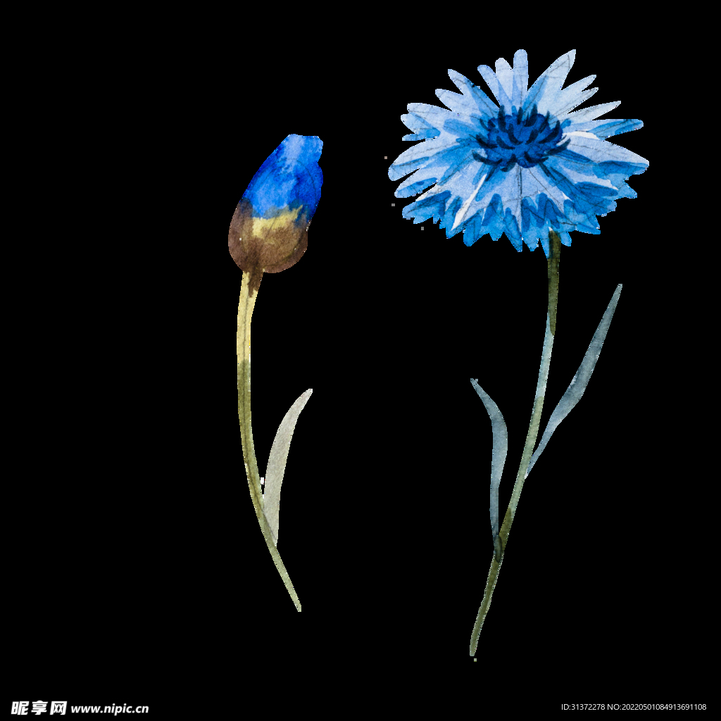 蓝色花图片