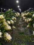 火龙果花