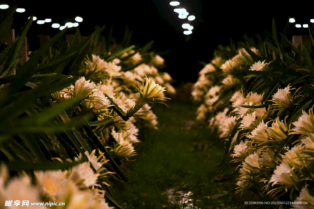 夜间的火龙果花