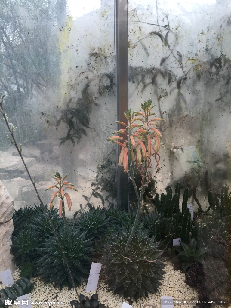 热带植物