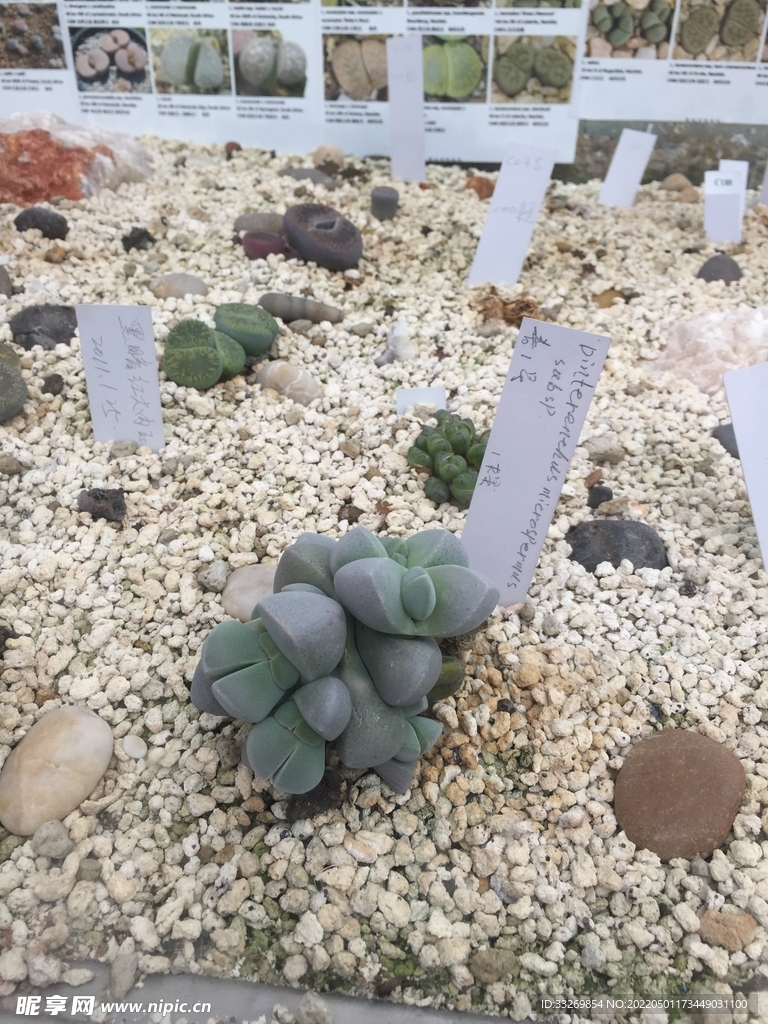 热带植物