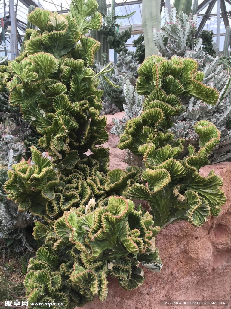 热带植物