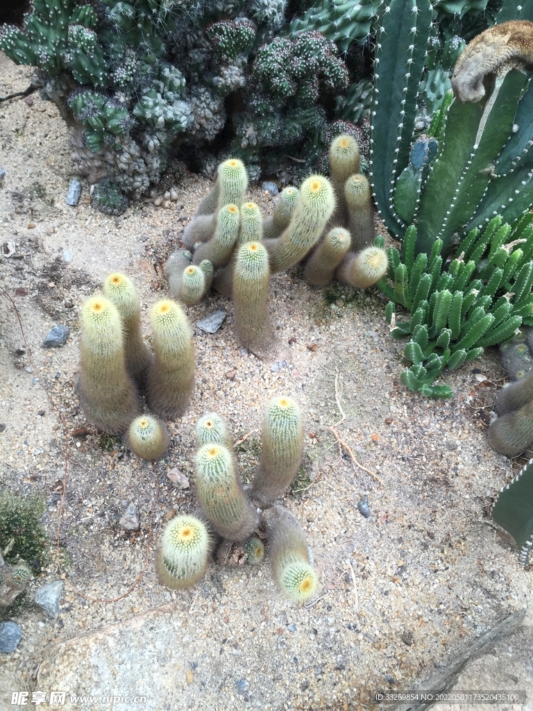 热带植物
