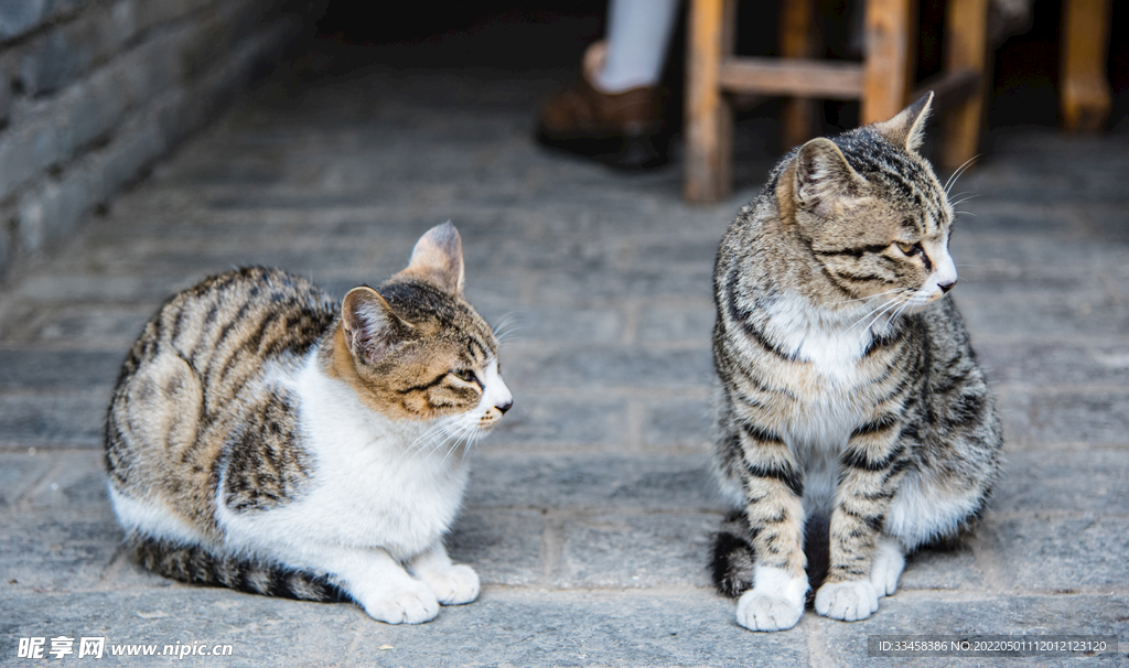 猫 