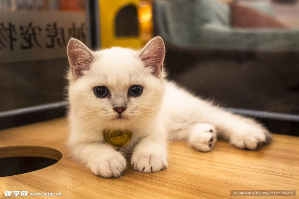 猫