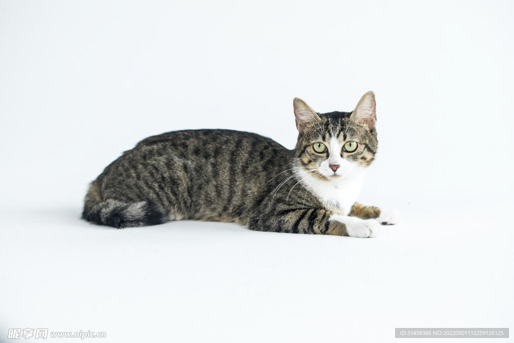 猫 