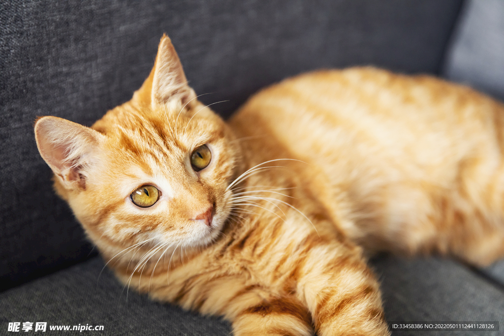 猫 
